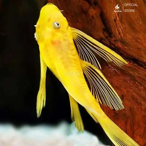 Cá Tỳ Bà Vàng