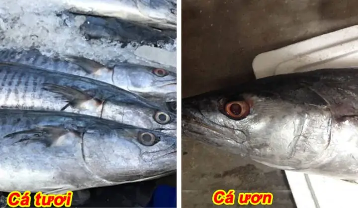Cá Ươn Là Gì? Phân Biệt Cá Ươn, Hiểu Rõ Hậu Quả & Cách Nhận Biết