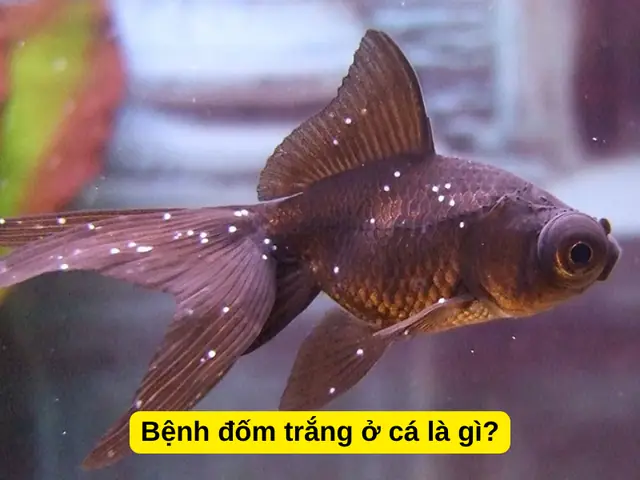Bệnh Đốm Trắng Ở Cá Là Gì?