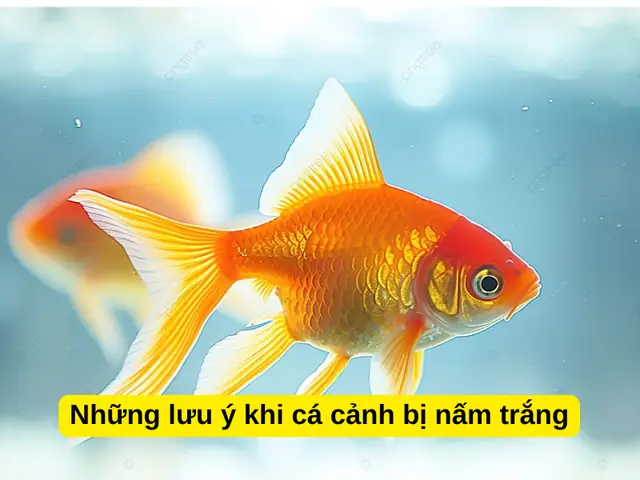 Những Lưu Ý Khi Cá Cảnh Bị Nấm Trắng