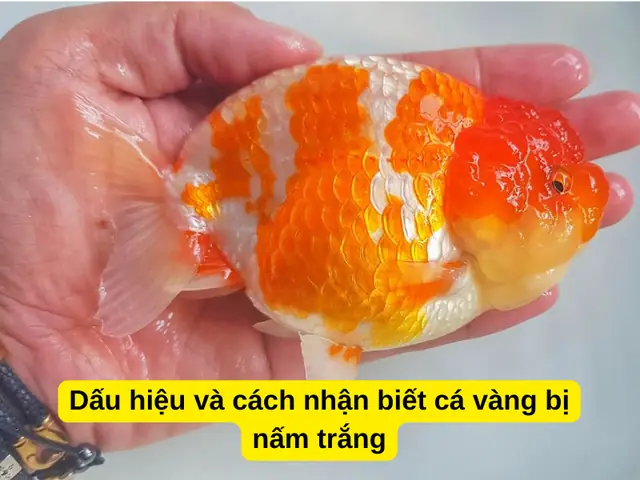 Dấu Hiệu Và Cách Nhận Biết Cá Vàng Bị Nấm Trắng