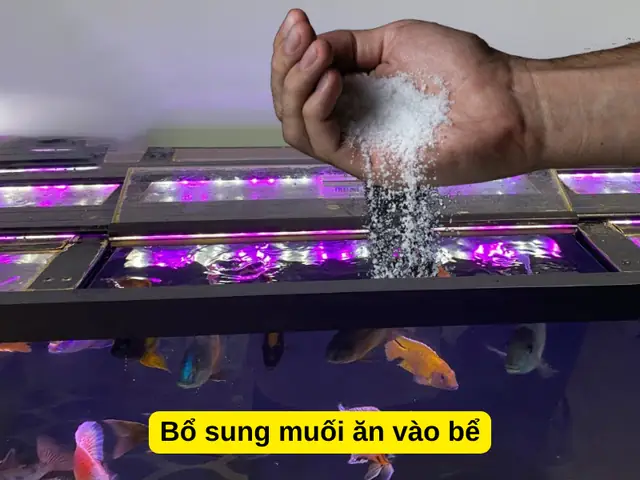 Bổ Sung Muối Ăn Vào Bể