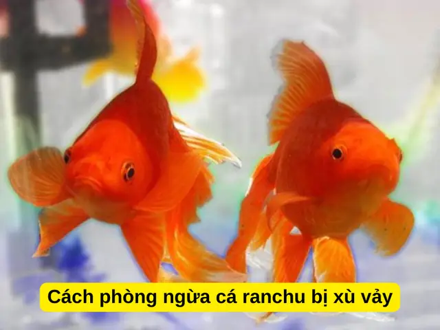 Cách Phòng Ngừa Cá Ranchu Bị Xù Vảy