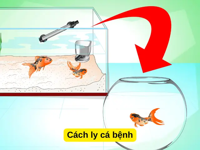 Cách Ly Cá Bệnh