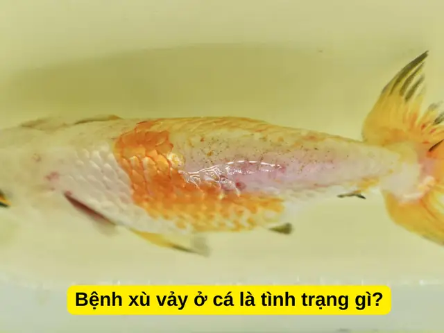 Bệnh Xù Vảy Ở Cá Là Tình Trạng Gì?
