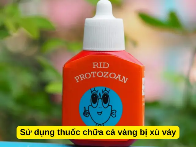 Sử Dụng Thuốc Chữa Cá Vàng Bị Xù Vảy