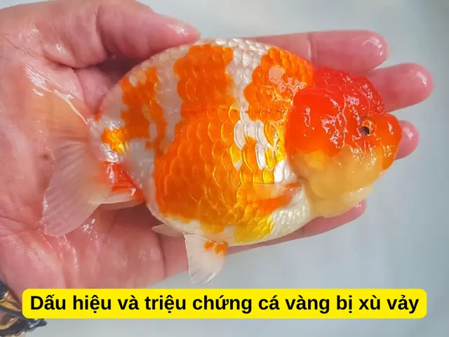 Dấu Hiệu Và Triệu Chứng Cá Vàng Bị Xù Vảy