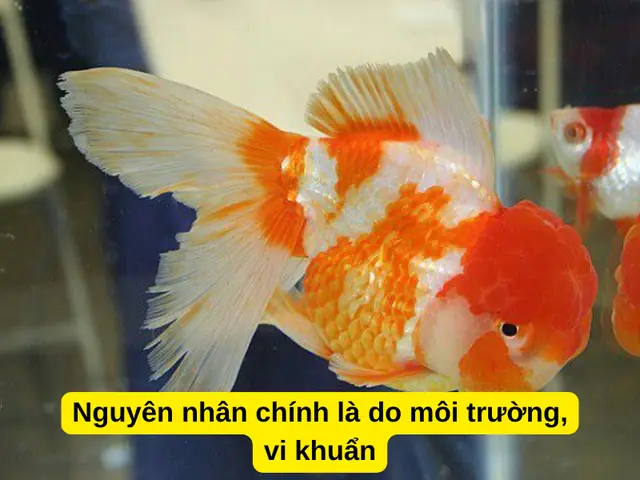 Nguyên Nhân Chính Là Do Môi Trường, Vi Khuẩn