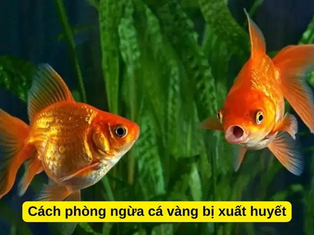 Cách Phòng Ngừa Cá Vàng Bị Xuất Huyết