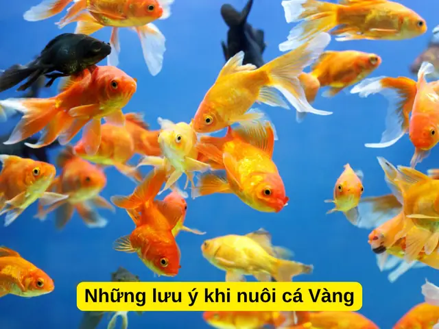 Những Lưu Ý Khi Nuôi Cá Vàng