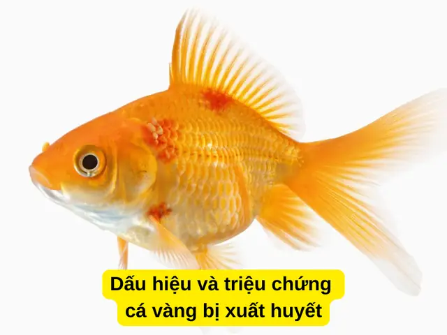 Dấu Hiệu Và Triệu Chứng Cá Vàng Bị Xuất Huyết
