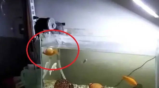 Con Cá Vàng Lật Bụng, Bơi Ngửa Cả Ngày.