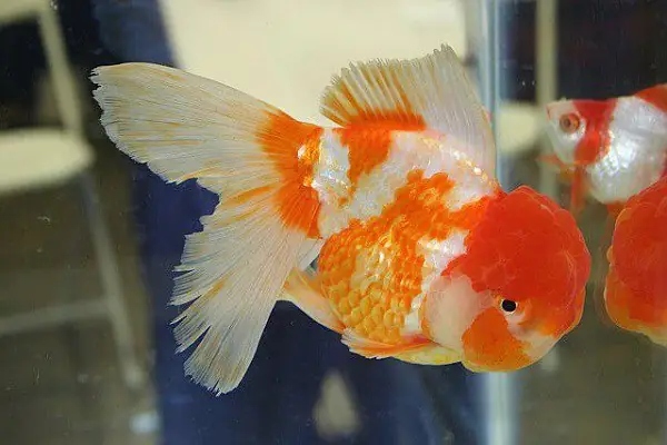 Về Tuổi Thọ