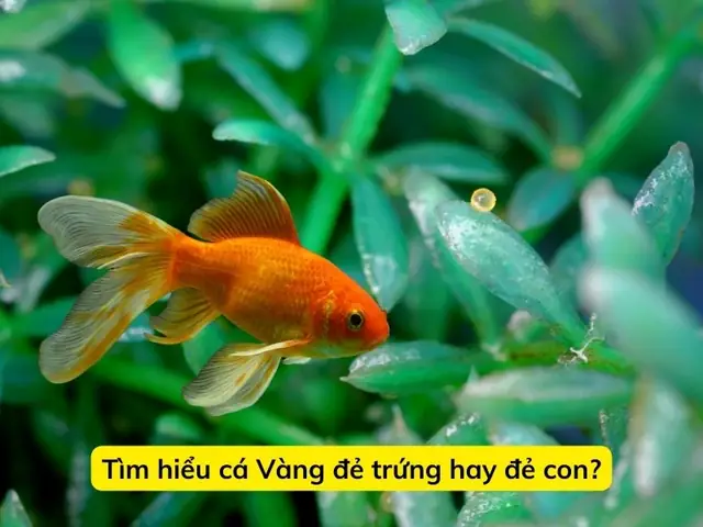 Cá Vàng Đẻ Trứng Hay Đẻ Con?