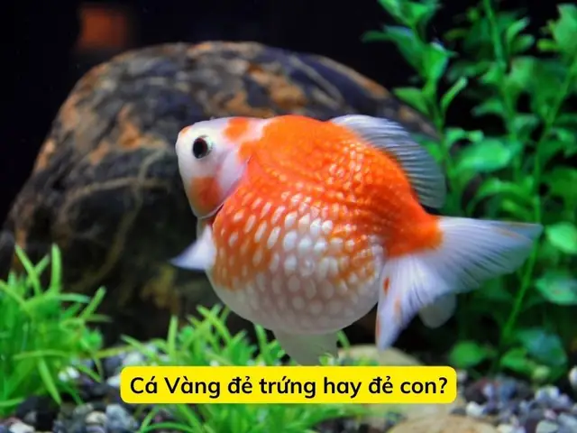 Cùng Tìm Hiểu Về Cá Vàng Đẻ Trứng Hay Đẻ Con.