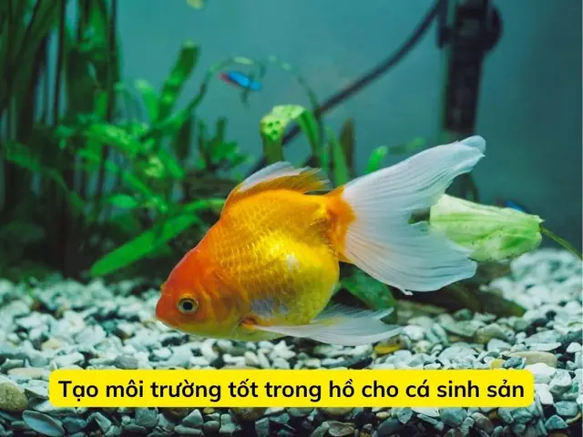 Tạo Môi Trường Tốt Trong Hồ Cho Cá Sinh Sản