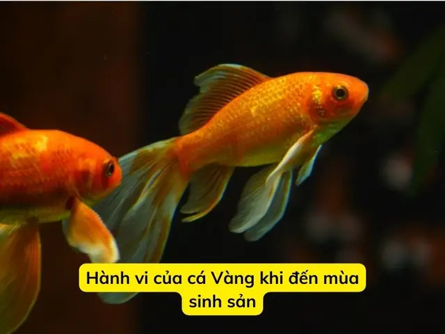 Hành Vi Của Cá Vàng Khi Đến Mùa Sinh Sản