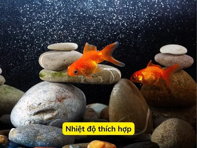 Nhiệt Độ Thích Hợp