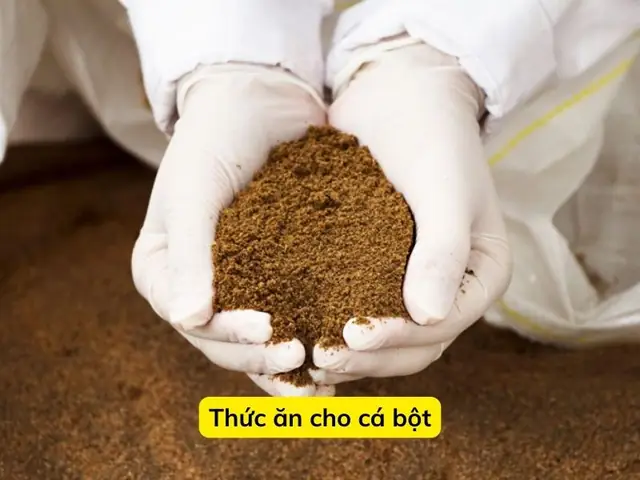 Thức Ăn Cho Cá Bột