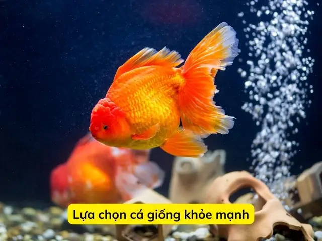 Lựa Chọn Cá Giống Khỏe Mạnh