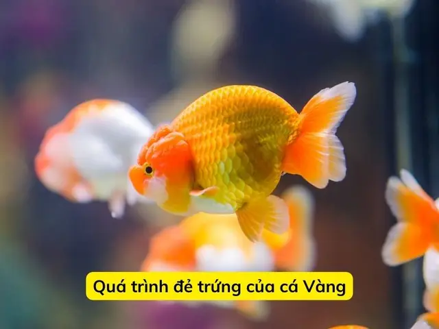 Quá Trình Đẻ Trứng Của Cá Vàng