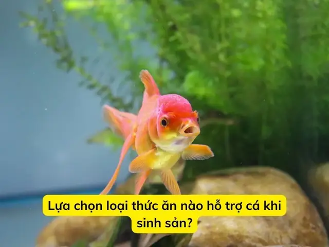 Lựa Chọn Loại Thức Ăn Nào Hỗ Trợ Cá Khi Sinh Sản?