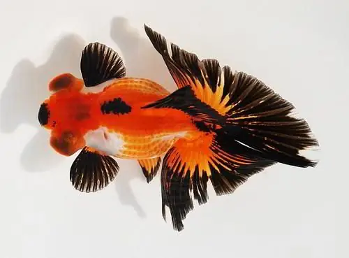 Cá Ba Đuôi Mắt Lồi