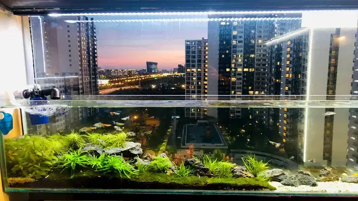 Tổng Quan Về Cá Vàng Kim Ngư