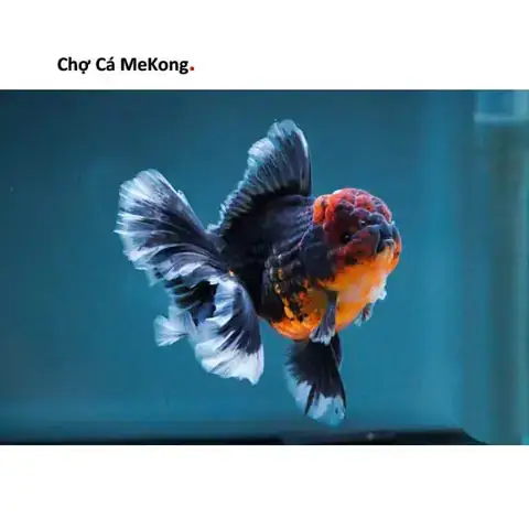Sinh Sản Cá Vàng Oranda: Từ A Đến Z