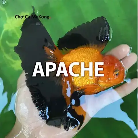 Hướng Dẫn Chăm Sóc Cá Vàng Oranda Đẹp Toàn Diện