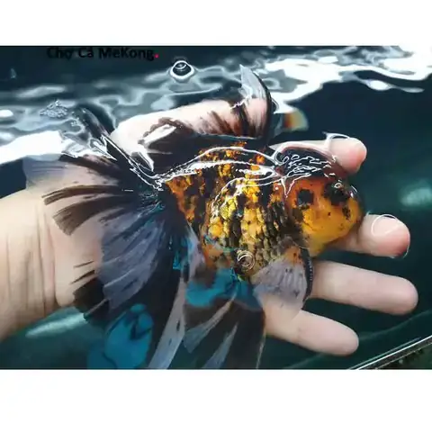 Khám Phá Vẻ Đẹp Độc Đáo Của Cá Vàng Oranda