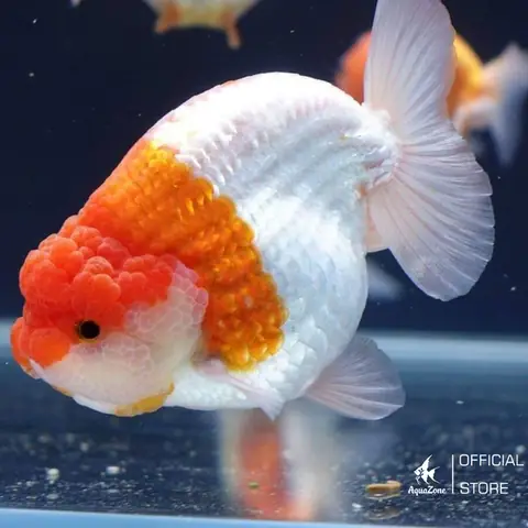 Cá Vàng Ranchu Đẹp: Tiêu Chuẩn Và Cách Lựa Chọn Để Có Bộ Sưu Tập Ấn Tượng