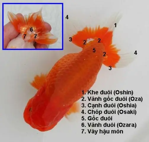 Hình Ảnh Cá Vàng Ranchu