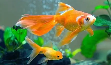 Cá Vàng Tiếng Anh Là Gì