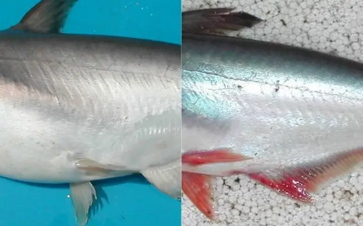 Cách Phân Biệt Cá Tra Và Cá Basa