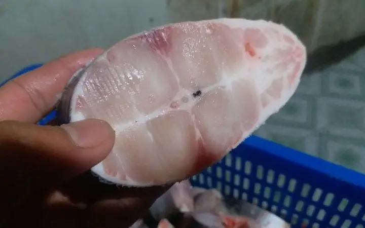 Cách Phân Biệt Cá Tra Và Cá Basa