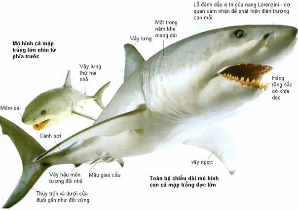 Cá Mập Trắng