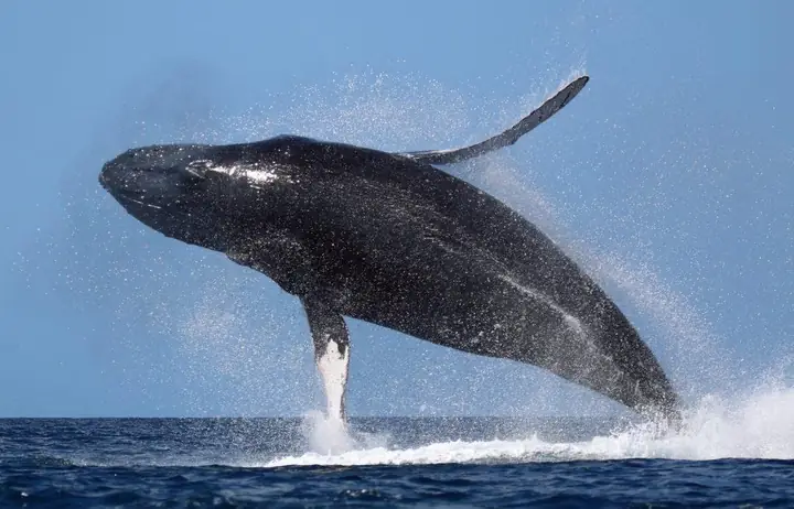 Định Nghĩa Cá Voi – “whale” Trong Tiếng Anh