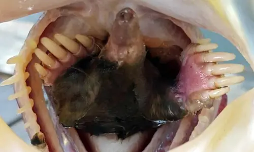 Cá Vược Miệng Rộng Vàng Lạ: Hiện Tượng Kỳ Lạ Trong Thế Giới Cá Nước Ngọt