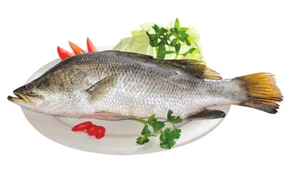Cá Vược Sống Ở Đâu? Khám Phá Môi Trường Sống & Phân Bố Toàn Cầu