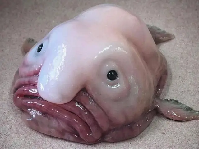 Cá Xấu Nhất Thế Giới: Sự Thật Về Loài Cá Blobfish Và Ngoại Hình Dị Biệt