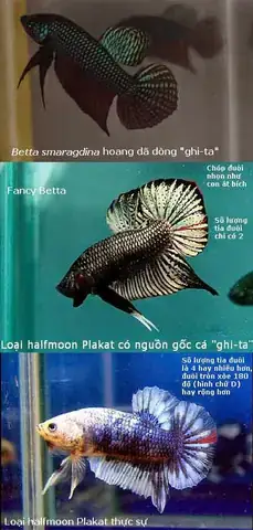 Chuẩn Bị Bể Sinh Sản
