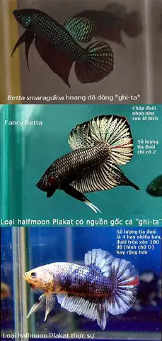 Cá Xiêm Đá Thái Lan: Hướng Dẫn Toàn Diện Về Đặc Điểm, Chăm Sóc & Sinh Sản Cá Xiêm Đá Thái Lan: Hướng Dẫn Toàn Diện Về Đặc Điểm, Chăm Sóc & Sinh Sản