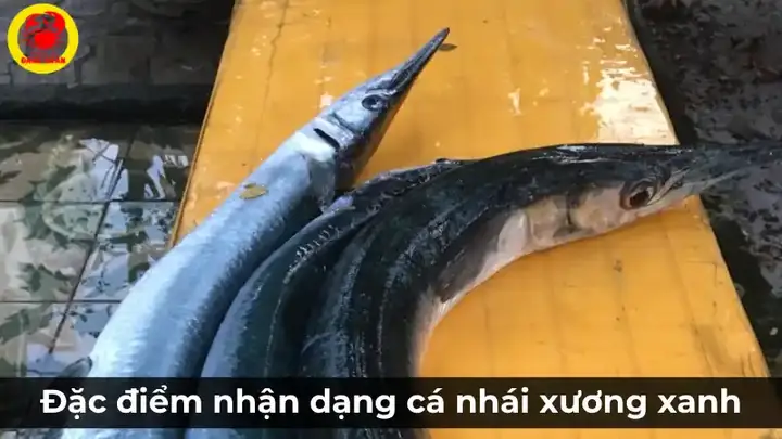 Cá Xương Xanh Là Cá Gì? Đặc Điểm Nhận Dạng Cá Nhái Xương Xanh