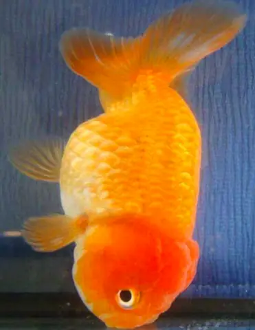 Các Bệnh Ở Cá Cảnh