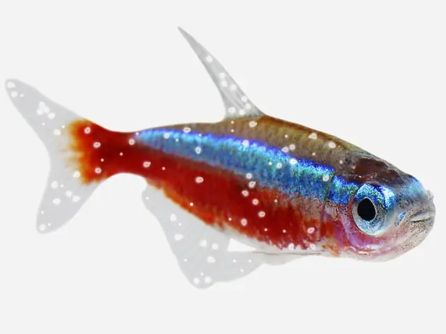 How To Treat White Spot In Aquarium Fish - Pond Aquarium Problem Solver