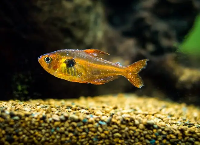 White Spot Fish Disease