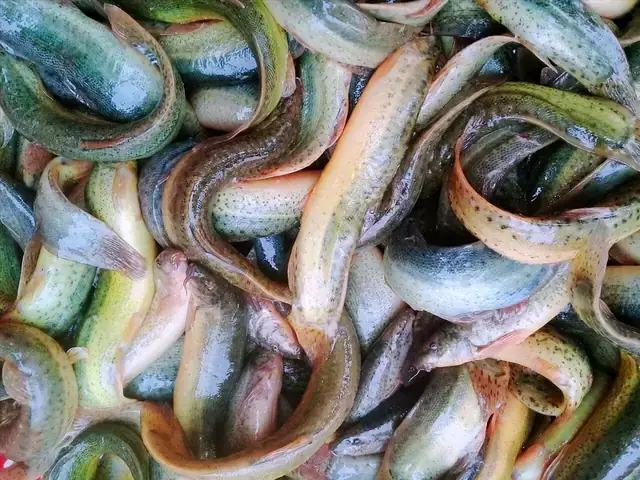 Các Bệnh Thường Gặp Ở Cá Chạch Lấu: Dấu Hiệu, Nguyên Nhân Và Cách Điều Trị Hiệu Quả Các Bệnh Thường Gặp Ở Cá Chạch Lấu: Dấu Hiệu, Nguyên Nhân Và Cách Điều Trị Hiệu Quả
