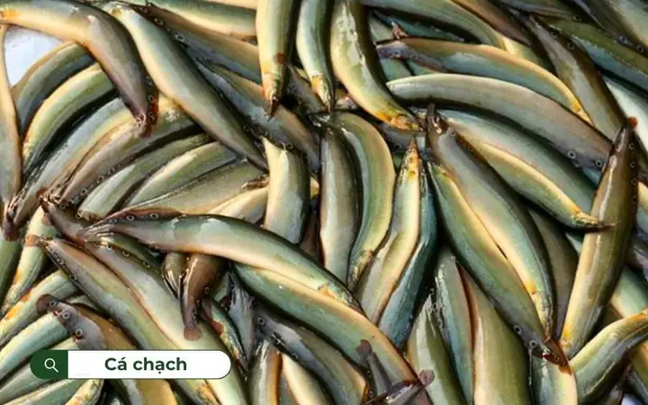 Các Bệnh Thường Gặp Ở Cá Chạch Lấu: Dấu Hiệu, Nguyên Nhân Và Cách Điều Trị Hiệu Quả