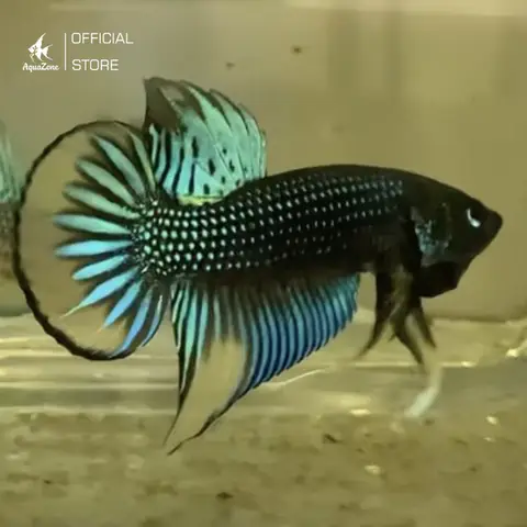 Các Dòng Cá Betta Galaxy: Khám Phá Thế Giới Sắc Màu Huyền Ảo